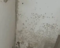 Moisissures et condensation sur un mur intérieur